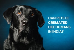 Pet cremation rules
