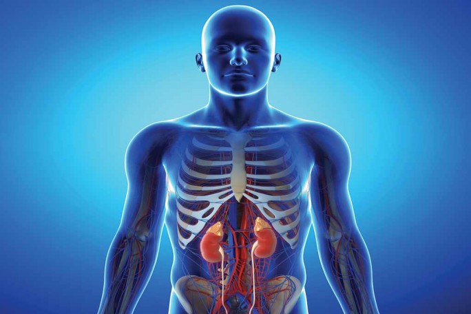 Human body Human body